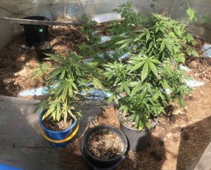Оперативники голышмановского отдела полиции выявили факт незаконного хранения наркосодержащих растений
